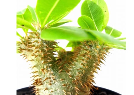 Pachypodium Densicaule パキポディウム　デンシカウレ　恵比寿大黒(実生)