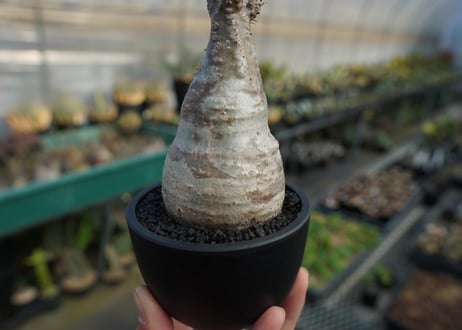 パキポディウム　グラキリス　 Pachypodium Gracilius  No.9