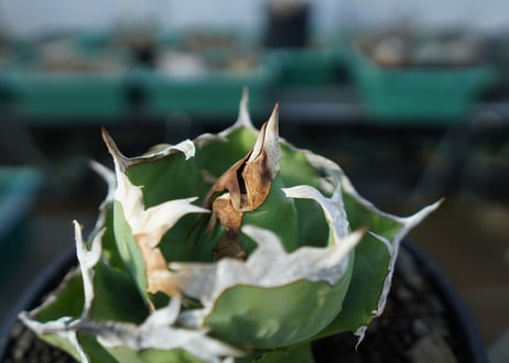 アガベ　チタノタ　螃蟹　Agave titanota Crab