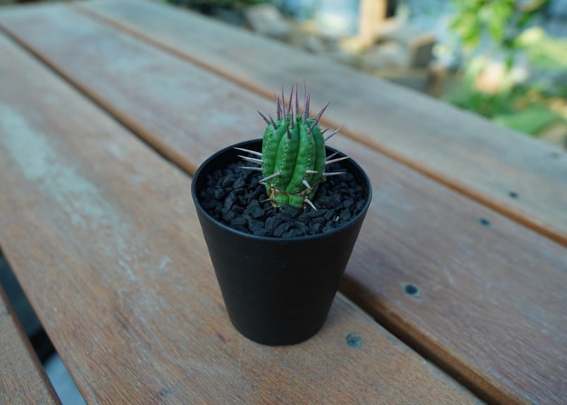 ユーフォルビア フェロックス Euphorbia ferox | mana's farm:塊根