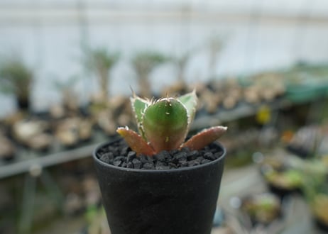 アガベ　チタノタ　鬼爪雪峰  Agave titanota “Onitsume Yukimine” 子株　No.1