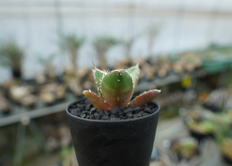 アガベ チタノタ 鬼爪雪峰 Agave titanota “Onitsume Yukimin
