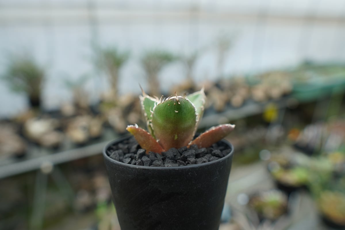 アガベ チタノタ 鬼爪雪峰 Agave titanota “Onitsume Yukimin