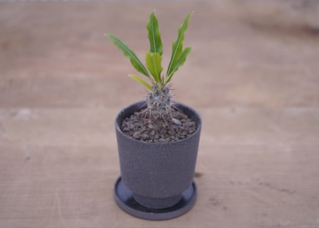 パキポディウム　ラメリー　Pachypodium lamerei