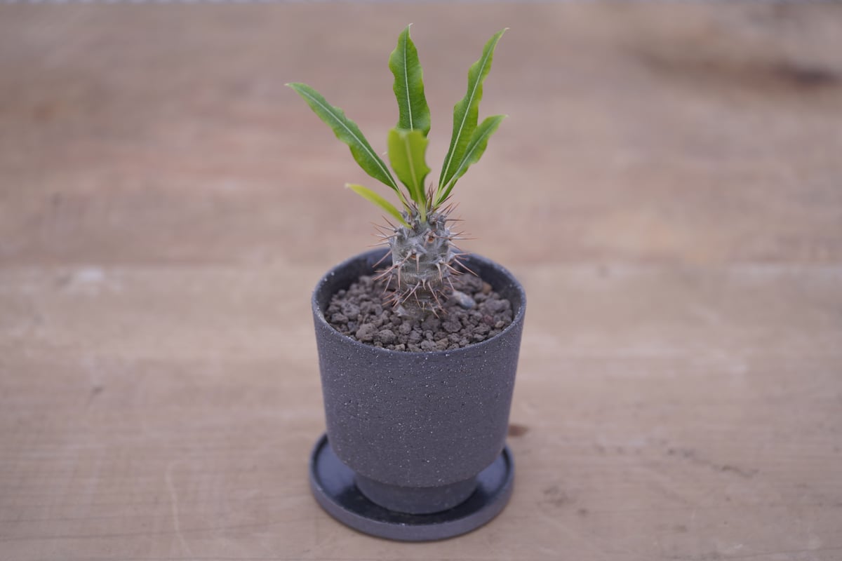 パキポディウム ラメリー Pachypodium lamerei | mana