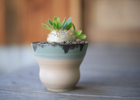 恵比寿笑い　Pachypodium brevicaule