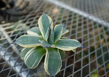 MCS01　Cream Spike