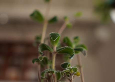 上海の女王　Sinningia tubiflora