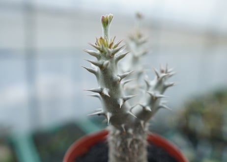 パキポディウム　デンシフローラム　Pachypodium densiflorum　No.8