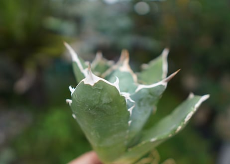 Agave titanota 白鯨 B NO.4