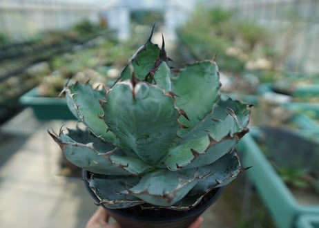 アガベ　チタノタ　 ブラックアンドブルー 　Agave titanota black and blue　No.9