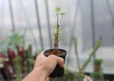 センナ　メリディオナリス