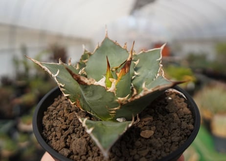 agave oteroi oaxaca　NO.2