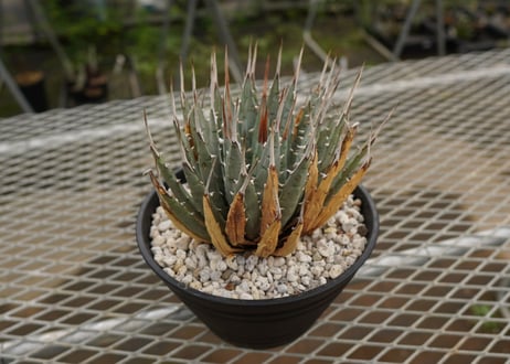 アガベ　ユタエンシス　Agave uthaensis　NO.4