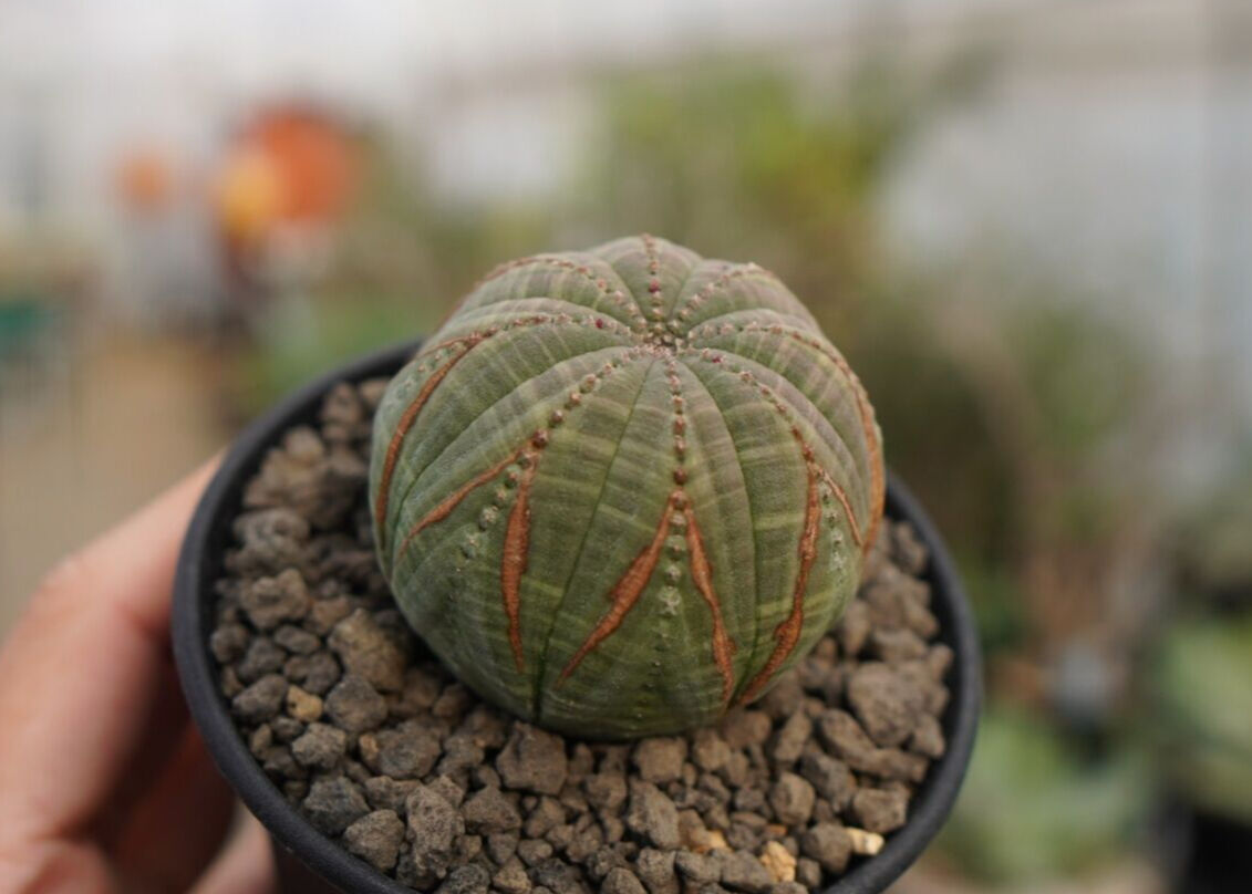 ユーフォルビア オベサ | mana's farm:塊根植物・アガベ・ドライ