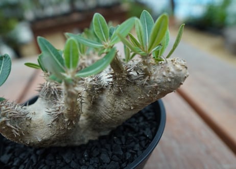 パキポディウム　デンシフローラム Pachypodium densiflorum   No.3