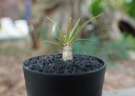 【沖縄実生株】パキポディウム　グラキリス　 Pachypodium Gracilius  No.1