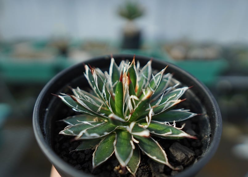 アガベ フィリフェラ シディゲラ agave filifera ssp. schidigera