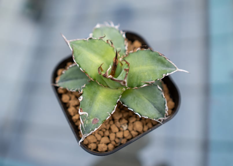 アガベ チタノタ 沖縄実生 | mana's farm:塊根植物・アガベ・ドライ