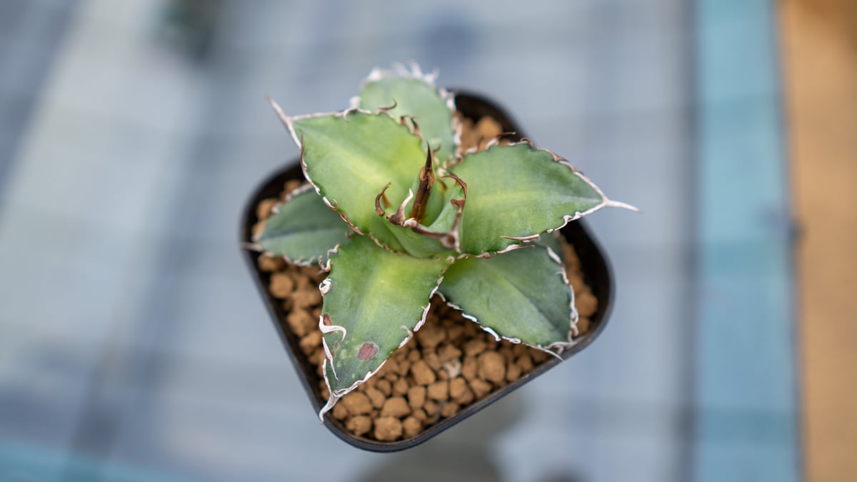 アガベ チタノタ 沖縄実生 | mana's farm:塊根植物・アガベ・ドライ