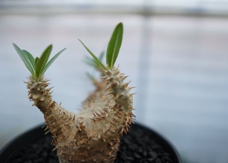パキポディウム　デンシフローラム　Pachypodium densiflorum　No.2