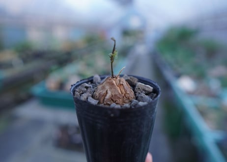 亀甲竜　Dioscorea elephantipes　No.6