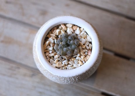 ハオルチア　オブツーサ　Haworthia obtusa