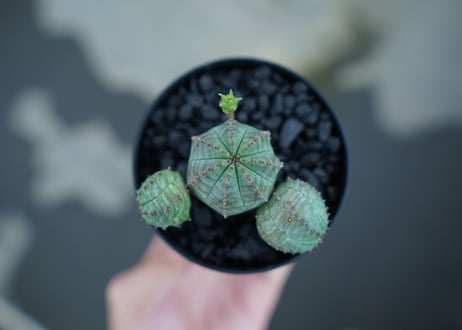 ユーフォルビア　オベサブロー　Euphorbia ObesaBlow No.2