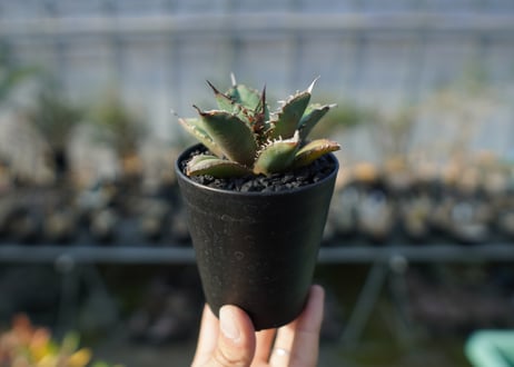 アガベ　チタノタ　FO-76 Agave titanota FO-76  No.3