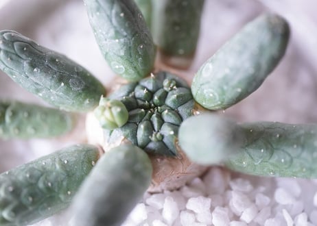 Euphorbia inermis