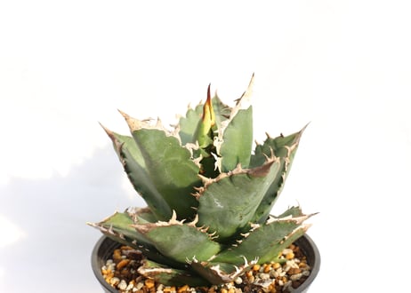 Agave titanota FO-76 dwarf  compacta