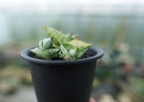 サンセベリア ボンセレンシス スーパードワーフ　 Sansevieria Boncellensis superdwarf
