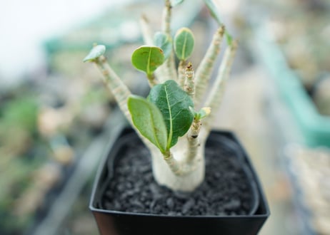 アデニウム　Adenium　No.3