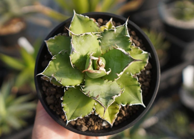 agave titanota ソーラーエクリプス | mana's green:塊根植物販売...