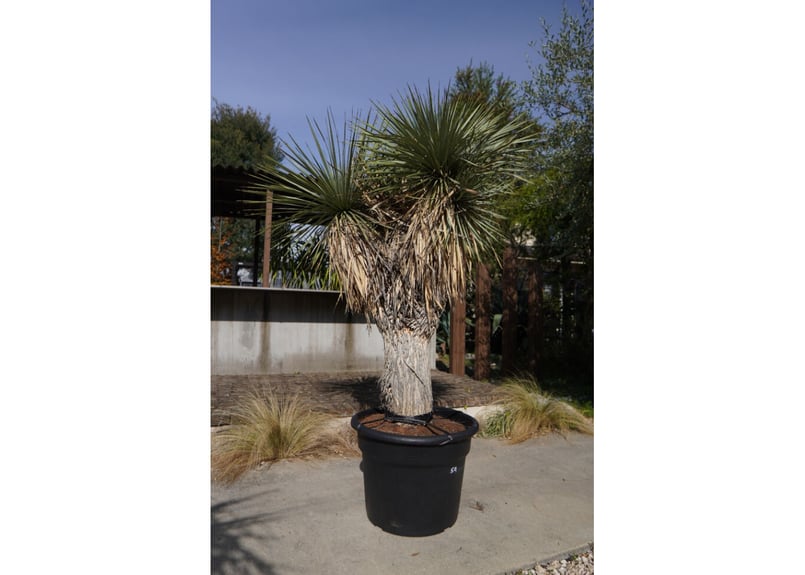 ユッカ ロストラータ ヒドラ yucca rostrata NO.2 | mana's gre ユッカ ロストラータ ヒドラ yucca rostrata NO.2 | mana's gre