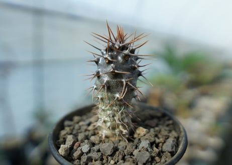 パキポディウム　ラメリー　ラモーサム　Pachypodium lamerei var.ramosum
