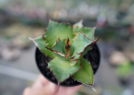 アガベ　チタノタ　ハデス　Agave titanota Hades　No.2