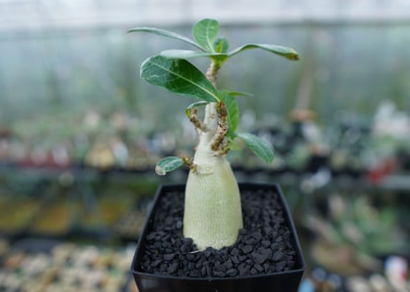 アデニウム　Adenium　No.2