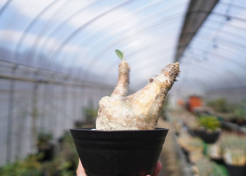 パキポディウム エブレネウム Pachypodium eburneum ③ パキポディウム エブレネウム(実生) / Pachypodium eburneum no