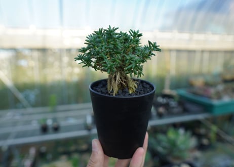 トリコディアデマ ステラツム　Trichodiadema stellatum  No.4