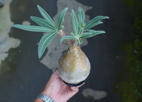 パキポディウム　グラキリス　Pachypodium gracilius　No.3