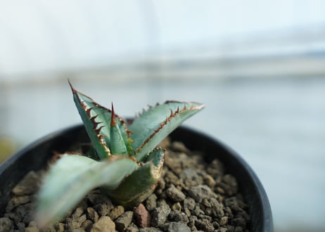 アガベ　チタノタ　ブルー　Agave titanota Blue 　NO.1