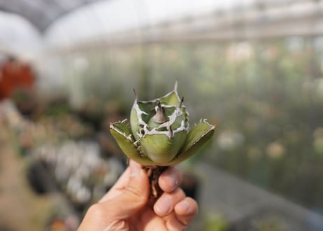 Agave Black fire E NO.2