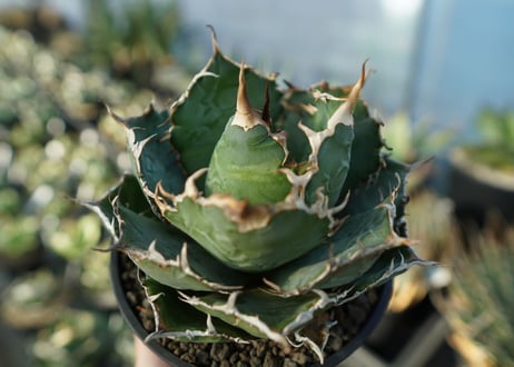 アガベ　チタノタ　白鯨　Agave titanota White whale　No.2