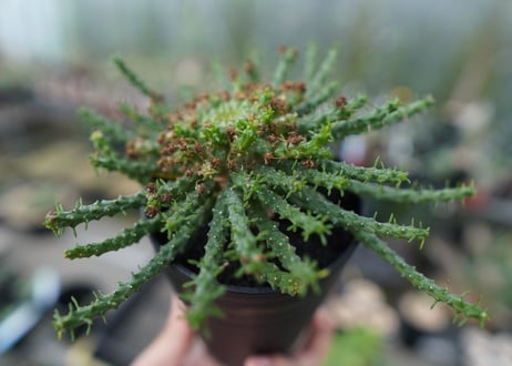 ユーフォルビア　ゴルゴニス　Euphorbia gorgonis