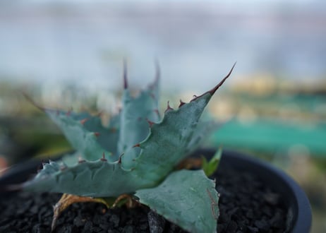 アガベ　パラサナ　”トライアンファント”　Agave Parrasana "triumphant"