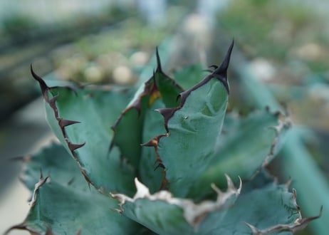 アガベ　チタノタ　 ブラックアンドブルー 　Agave titanota black and blue　No.5
