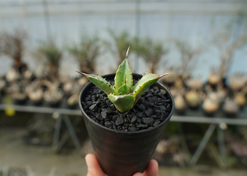 アガベ チタノタ 黄覆輪 Agave titanota variegata | mana's