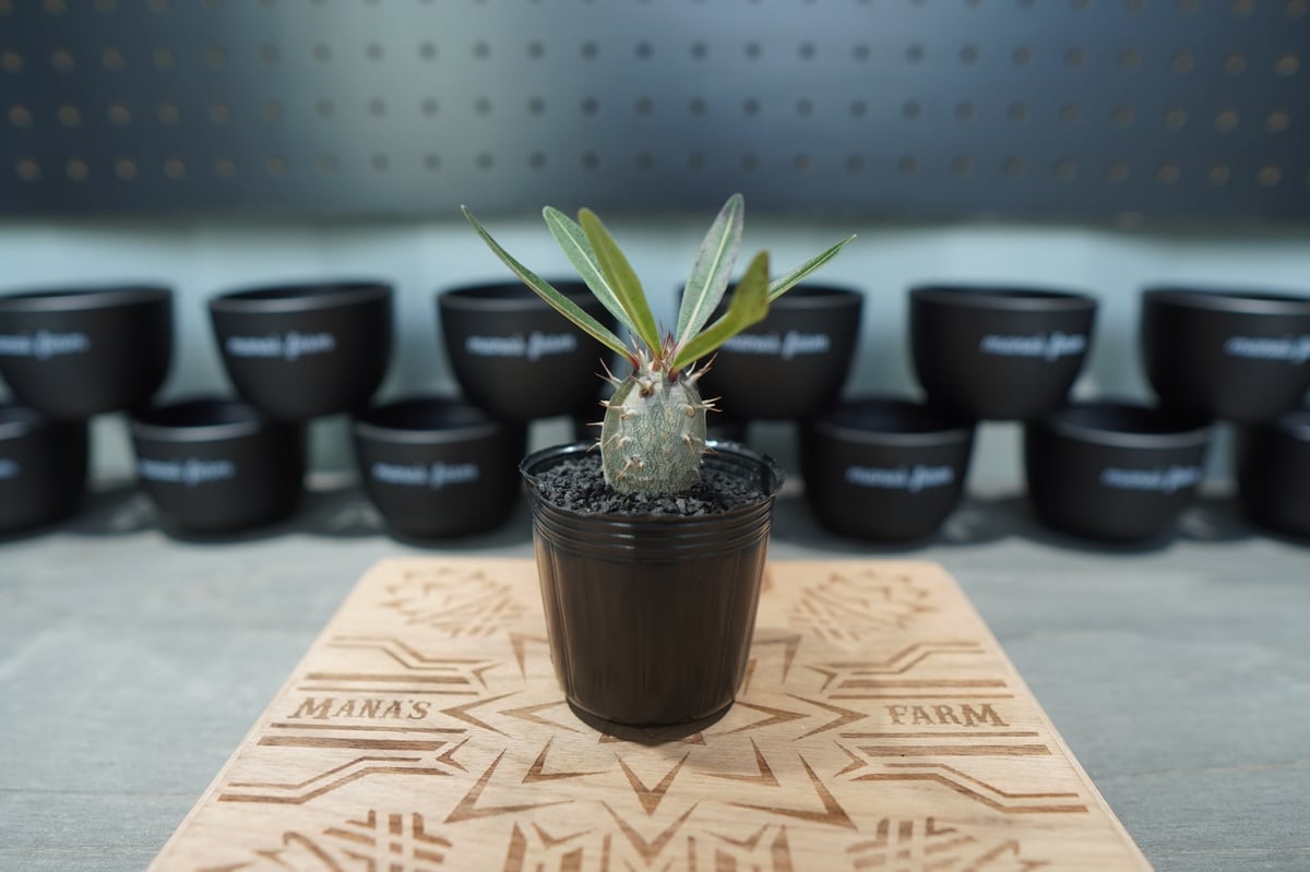 美形！まん丸短枝パキポディウムグラキリス（2株まとめ売り） fit=scale-down,w=1200