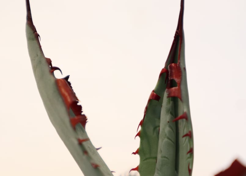 アガベ 屈原の舞扇 | mana's farm:塊根植物・アガベ・ドライガーデン